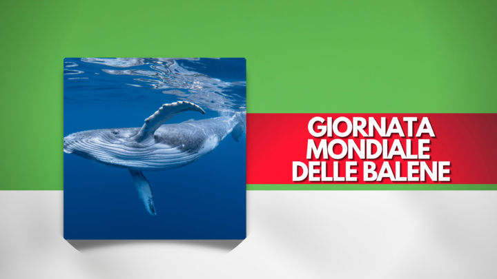Giornata Mondiale delle Balene