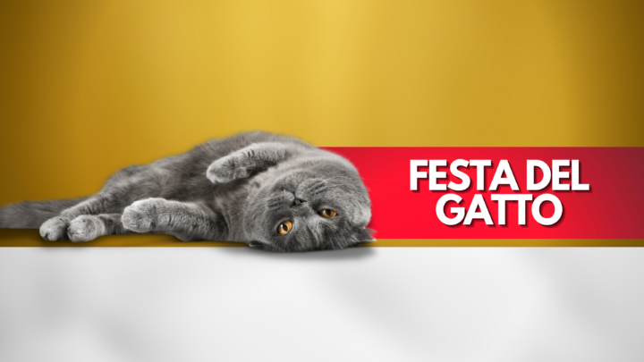 Festa del gatto