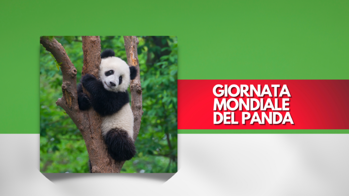 Giornata mondiale del Panda